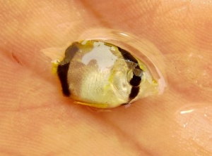 butterflyfish
