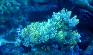 first coral