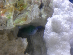 Chromis Hiding