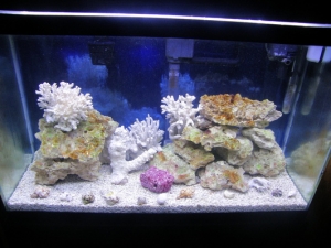 FTS01