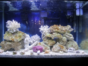 FTS03