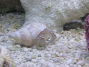 Hermit Crab01