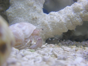 Hermit Crab02