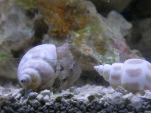 Hermit Crab03
