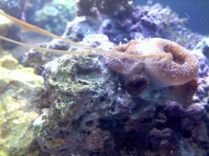 Friend added salt directly to the tank and it looks like its melting..??