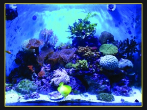Full Tank Shot