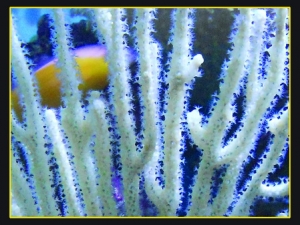 Seafan closeup