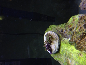 Help me identify this coral