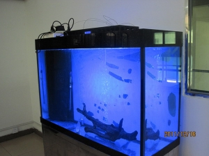 180W LED aquarium light with timer over a tank:175 high power 1Watt LED emitters
High photo-syntheticphoton flux (PPF) to 
penetrate canopy -exceeds PPF of 600W HPS
10k~20k white led color mix with the roya