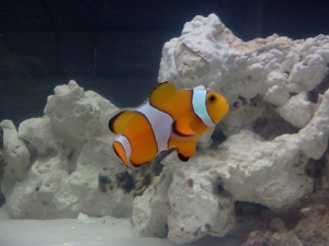 Ocellares Clown