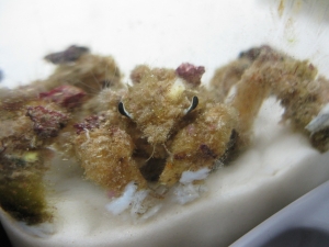 decorator crab