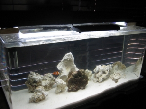 Its still a work in progress.  I'm recharging my old live rock which was dead.  Soon they will be colorful.