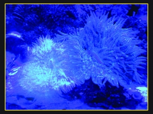 Under actinic