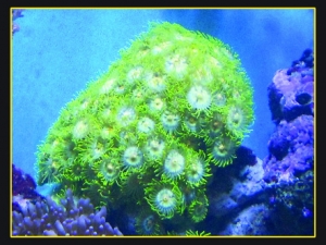 yellow polyps