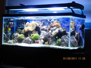 peces 002