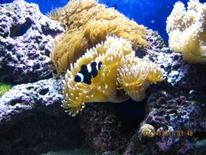 peces 046