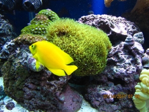 peces 049