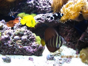 peces 047