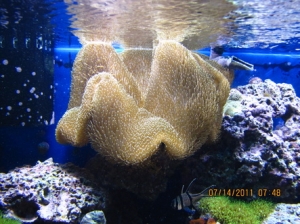 peces 048