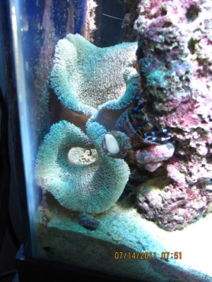 peces 056