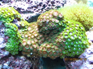 peces 058