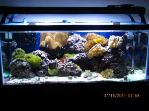 peces 059