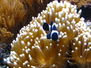 peces 054