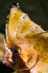 cockatoo waspfish