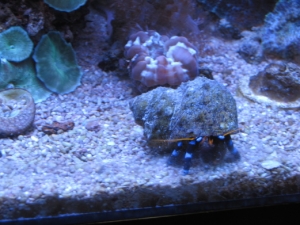 Electric Blue Hermit..Cats Paw in the Background