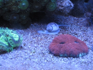Lobo and snail..