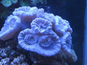Purple trupets