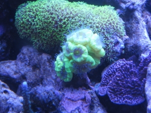 Neon Candy..some purple Monti ...and some GSP that wont extend more than you see here.