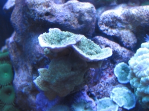 Green monti..and some satin srooms