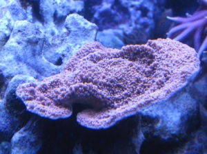 Orange Monti