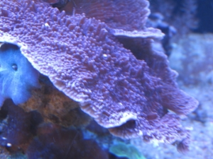 Purple Monti.. tabling nice..
