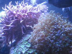 Frog spawn and Birds nest