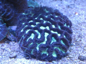 Basic Green and Brown Favia