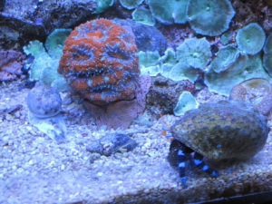 Lord Acan..with the "Blue" the crab