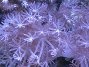 Common Pulsing Xanias