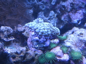 Blue Ricordia