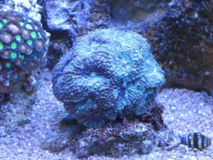 Common Acan
