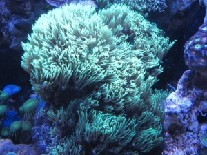 Green Star Polyps..The one that REALLY extends