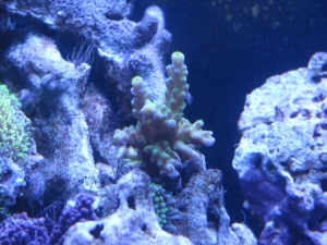 Green Acro..and some Neon green Ricordia to the left