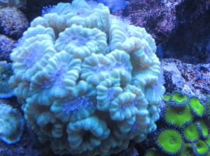 Common green Candy cane