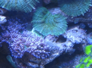 Some Fuzzy mushrooms and some green actino mushroom