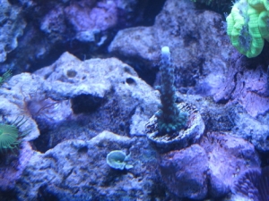 unknown acro, blue/green