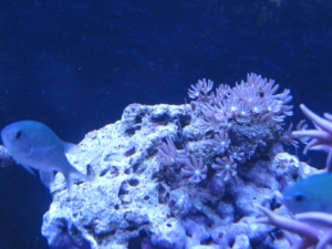 Clove polyps and a couple chromis