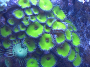 Neon Green Palys