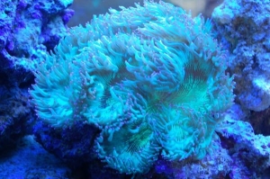 Inside the Tank