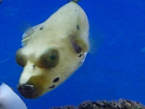 Dog Face Puffer